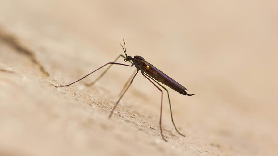 Des chercheurs de la KU Leuven découvrent un médicament prometteur contre les formes graves de la malaria