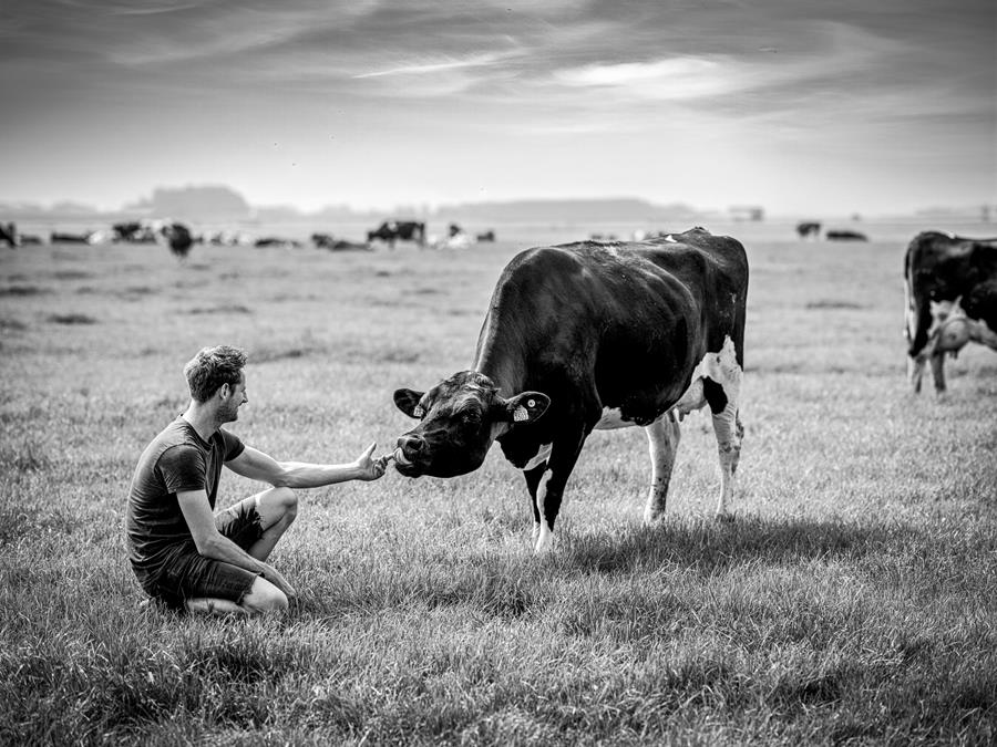 Gouda de hollande du Nord: la durabilité de A à Z